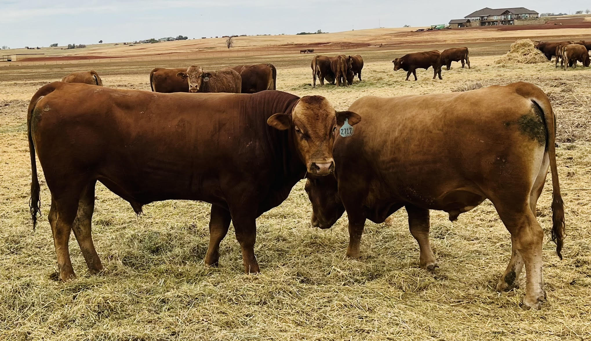 200 Head Full blood Red Wagyu / Akaushi bulls